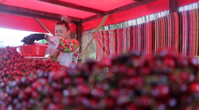 Record cherry harvest at a farm in Cluj after massive investments in anti-freeze systems