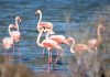 Veneția devine un paradis neașteptat pentru Flamingo. De ce se adună păsările în număr record