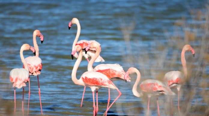 Veneția devine un paradis neașteptat pentru Flamingo. De ce se adună păsările în număr record
