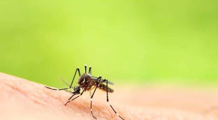 Europa, în pericol să devină zonă de risc pentru un virus transmis de țânțari: „Sistemele de sănătate trebuie să se pregătească”