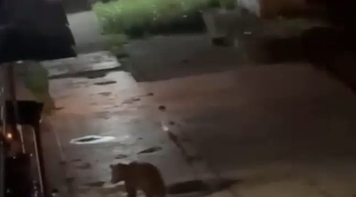 Turiști străini atacați de urși pe Transfăgărășan. Trei oameni au ajuns la spital