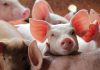 MADR pregătește ajutoare pentru prevenirea pestei porcine africane. Bugetul total alocat schemei este de 125 de milioane de lei