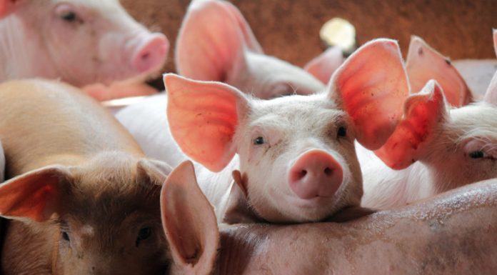 MADR pregătește ajutoare pentru prevenirea pestei porcine africane. Bugetul total alocat schemei este de 125 de milioane de lei