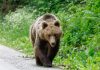 Urs împușcat pe Transfăgărășan după ce a atacat un turist elvețian în apropierea Barajului Vidraru