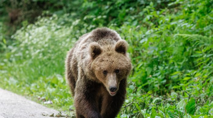 Urs împușcat pe Transfăgărășan după ce a atacat un turist elvețian în apropierea Barajului Vidraru
