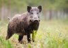Mesaj RO-Alert, după ce un porc mistreţ a fost văzut în Pipera-Voluntari, în zona unei școli