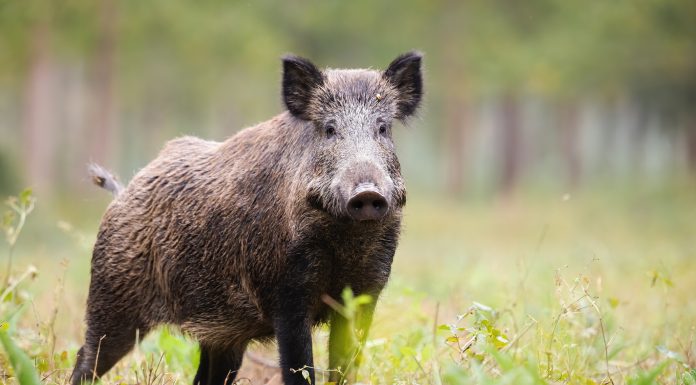 Mesaj RO-Alert, după ce un porc mistreţ a fost văzut în Pipera-Voluntari, în zona unei școli