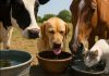 ANSVSA, recomandări pentru fermieri și stăpânii animalelor de companie cu ocazia valului de căldură