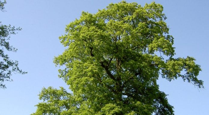Ce copaci să nu plantezi în curte, dacă nu vrei să regreți peste 10 ani