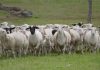 Barna Tanczos, ministrul interimar de la Agricultură: Comisia Europeană a extins interdicţia privind exportul de ovine şi caprine din România către ţările terţe până la 31 decembrie 2026
