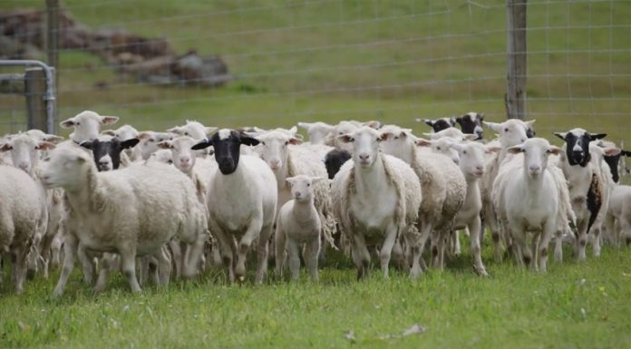 Barna Tanczos, ministrul interimar de la Agricultură: Comisia Europeană a extins interdicţia privind exportul de ovine şi caprine din România către ţările terţe până la 31 decembrie 2026