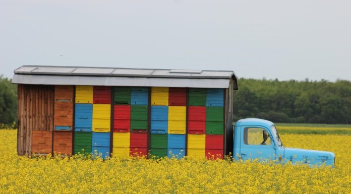 Apicultorii vor scăpa de impozitul pus de Bolojan pe anumite mijloace de transport