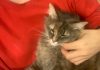 Aproximativ 40 de pisici furate pentru a fi transformate în carne au fost returnate proprietarilor lor în Vietnam. Poliţiştii au recuperat în total peste 400 de feline vii şi alte 80 moarte, păstrate în gheaţă