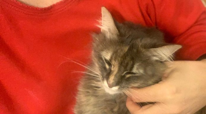 Aproximativ 40 de pisici furate pentru a fi transformate în carne au fost returnate proprietarilor lor în Vietnam. Poliţiştii au recuperat în total peste 400 de feline vii şi alte 80 moarte, păstrate în gheaţă