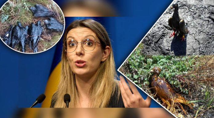 Masacru ecologic ignorat de ministrul Mediului. Bălți de petrol abandonate au devenit capcane mortale pentru sute de porumbei de concurs care sfârșesc în chinuri greu de imaginat. Gândul a tras un semnal de alarmă încă de acum 2 ani