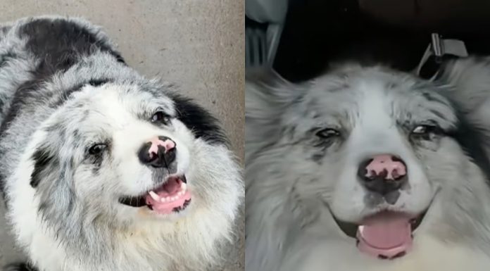 Un câine celebru pe TikTok a fost gătit într-un restaurant din China, după ce a fost răpit