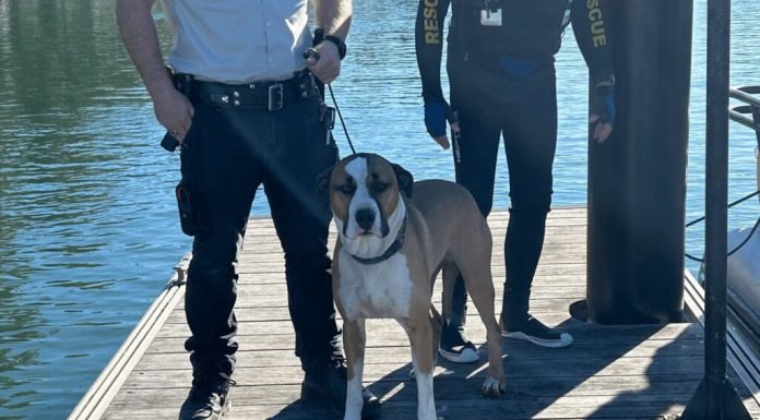 Un câine a supraviețuit miraculos după ce a fost luat de valuri. A înotat 800 de metri până la o insulă izolată