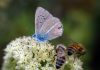 Șapte flori ușor de întreținut ce vor crește biodiversitatea din grădină