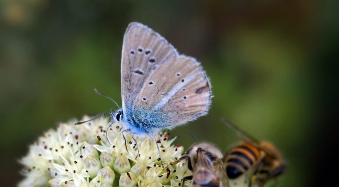 Șapte flori ușor de întreținut ce vor crește biodiversitatea din grădină