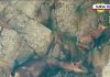 O capră neagră a fost filmată cum explorează împreună cu iedul ei Parcul Natural Bucegi. VIDEO