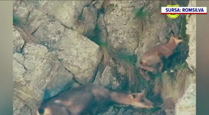 O capră neagră a fost filmată cum explorează împreună cu iedul ei Parcul Natural Bucegi. VIDEO