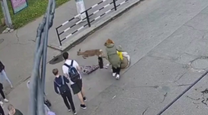 Accident bizar în Ucraina. O femeie a fost lovită de o căprioară în timp ce trecea pe zebră