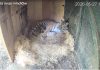 Trei pui de tigru siberian, specie pe cale de dispariție, s-au născut la Grădina Zoologică din Ljubljana