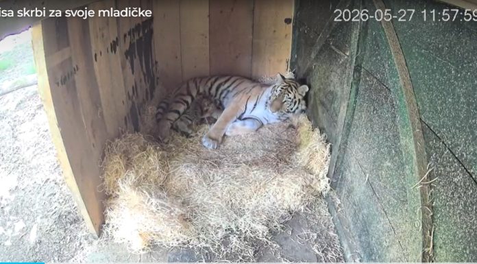 Trei pui de tigru siberian, specie pe cale de dispariție, s-au născut la Grădina Zoologică din Ljubljana