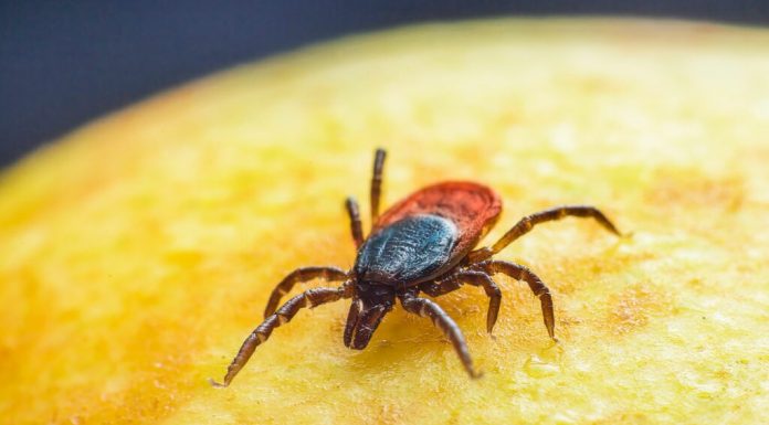 Mușcătura de căpușă poate declanșa o alergie severă la carne. Ce este sindromul alfa-gal
