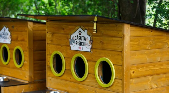Primăria montează căsuțe pentru pisicile comunității în cartierele din Cluj-Napoca