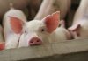 Subvenție de 20 de euro pentru fiecare porc din gospodărie. Anunțul oficial al unui deputat