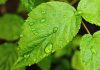 Plantele „aud” ploaia și germinează cu 35% mai repede odată cu sunetul picăturilor