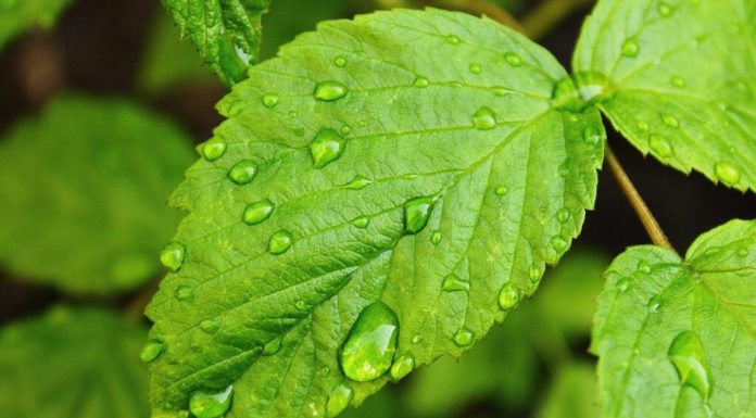 Plantele „aud” ploaia și germinează cu 35% mai repede odată cu sunetul picăturilor
