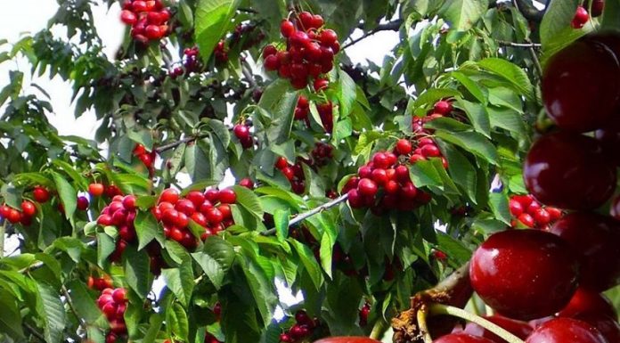 Carrefour România opreşte importurile la legumele şi fructele de sezon: roşii, cireşe, vinete, ardei gras şi cartofi 100% din România