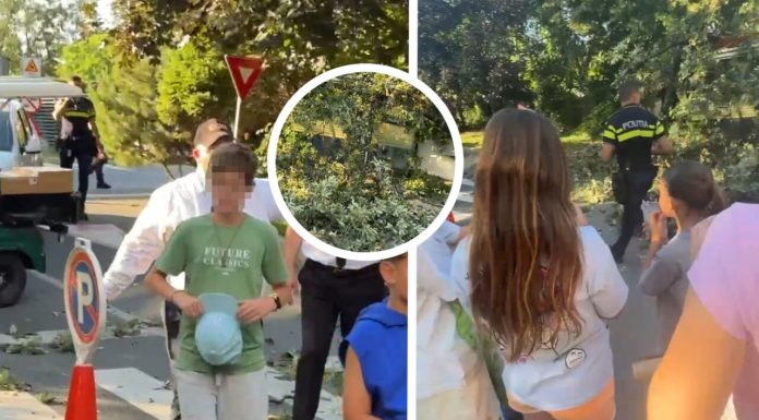 O familie a fost la un pas de tragedie. Un copac uriaș s-a prăbușit din senin pe aleile parcului unui ansamblu de lux din București