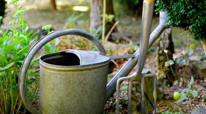Două lucruri pe care orice grădinar trebuie să le aibă în iunie. Recomandările experților în fauna sălbatică