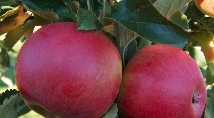 8 trucuri care îți pot dubla recolta de fructe. Recomandările experților