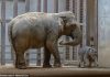 Mai întâi Punch the monkey, acum Linh Mai. Un pui de elefant a „rupt sufletele în două” internauților