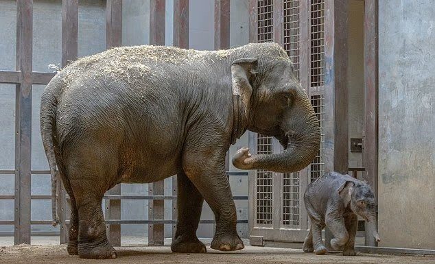 Mai întâi Punch the monkey, acum Linh Mai. Un pui de elefant a „rupt sufletele în două” internauților