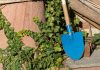 Cum să îți extinzi gratuit colecția de plante. Sfatul experților pentru grădinari în luna iunie