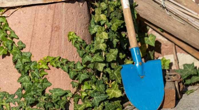Cum să îți extinzi gratuit colecția de plante. Sfatul experților pentru grădinari în luna iunie
