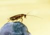 Insecte vândute pe piața neagră din Australia. Au fost confiscați 100.000 de gândaci de bucătărie