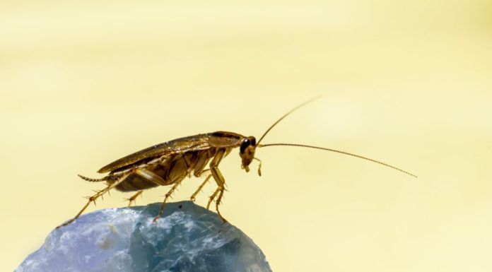 Insecte vândute pe piața neagră din Australia. Au fost confiscați 100.000 de gândaci de bucătărie