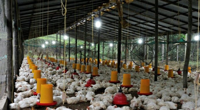Mâncăm de șase ori mai multă carne de pui decât bunicii noștri. Cifrele care îi îngrijorează pe experți