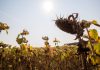 Sprijin de 14,8 milioane de euro din rezerva agricolă a UE pentru fermierii afectaţi de fenomenele climatice extreme, în 2025. Porumbul şi floarea-soarelui, cele mai afectate