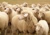 Exporturile de ovine din România ar putea fi reluate. ANSVSA anunță o misiune urgentă de audit a experților europeni