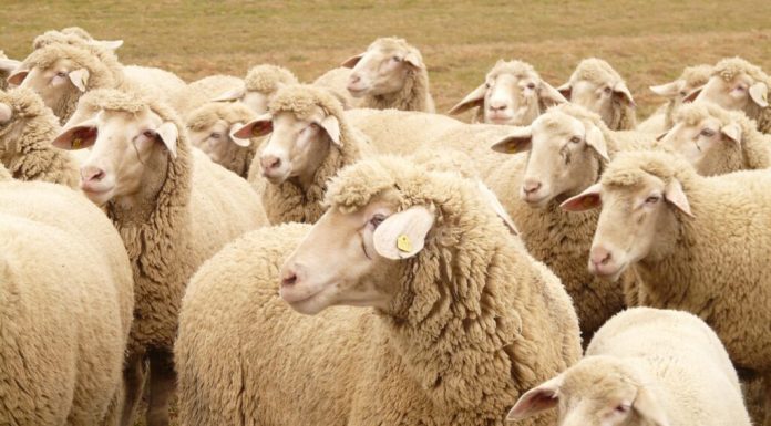 Exporturile de ovine din România ar putea fi reluate. ANSVSA anunță o misiune urgentă de audit a experților europeni