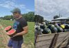 Pepenii din Oltenia au ajuns în piețe. Specialiștii și producatorii ne învață cum să-i deosebim de cei din Grecia