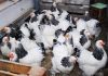 INS: Numărul sacrificărilor şi greutatea în carcasă, în aprilie 2026, a crescut la bovine şi păsări, dar este în scădere la porcine, ovine şi caprine, comparativ cu aprilie 2025