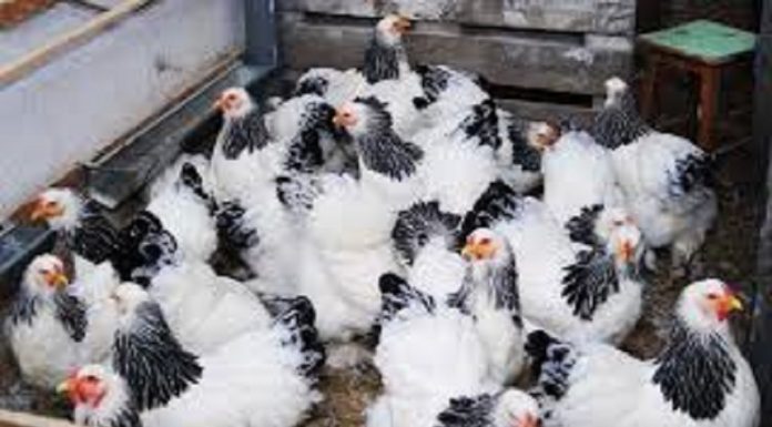 INS: Numărul sacrificărilor şi greutatea în carcasă, în aprilie 2026, a crescut la bovine şi păsări, dar este în scădere la porcine, ovine şi caprine, comparativ cu aprilie 2025